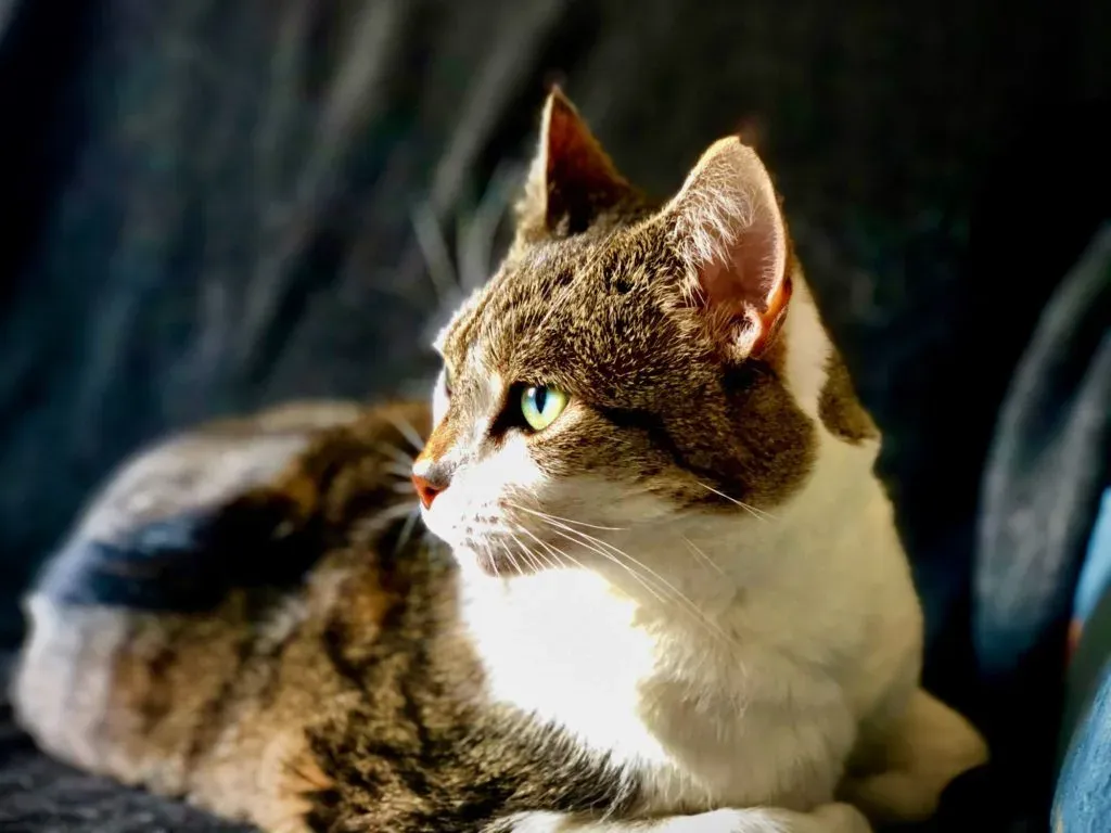 A tabby and white cat lying in low afternoon sun, head up, looking off to the right.