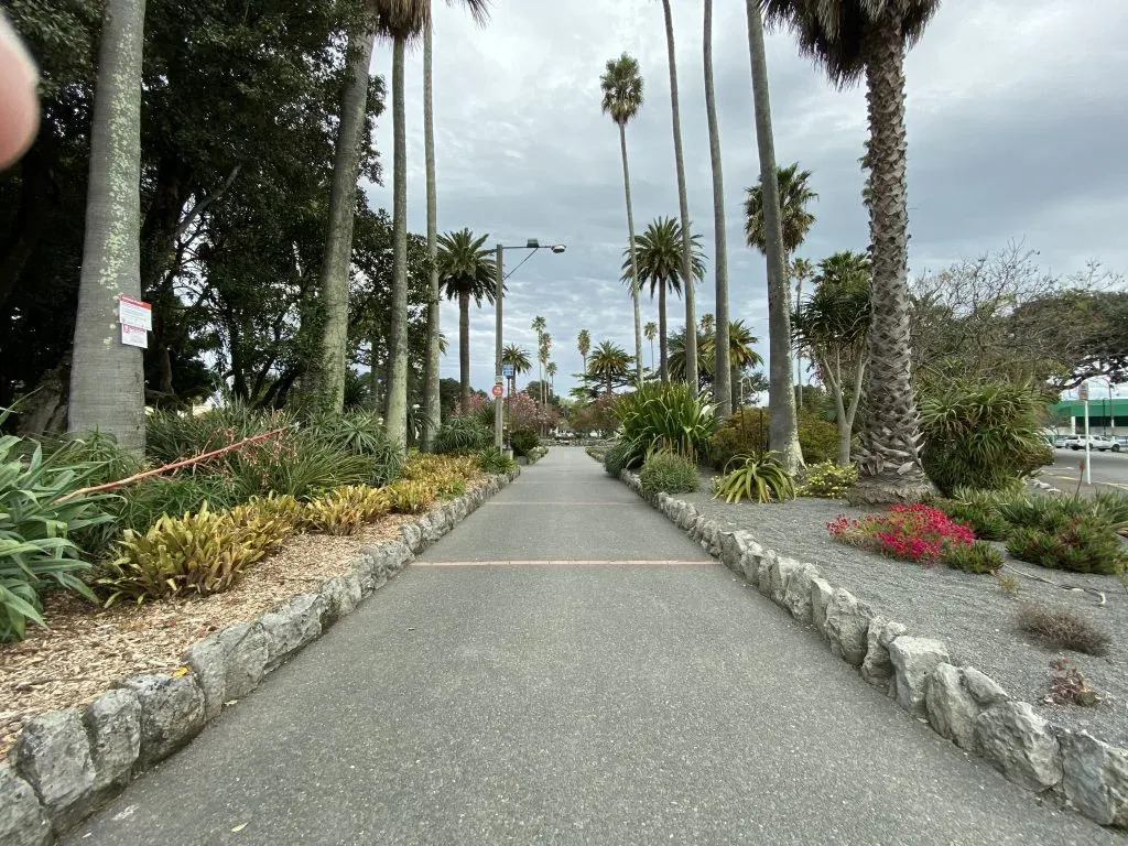 Ultra-wide view down a footpath lined with tall palms and garden beds under a grey sky