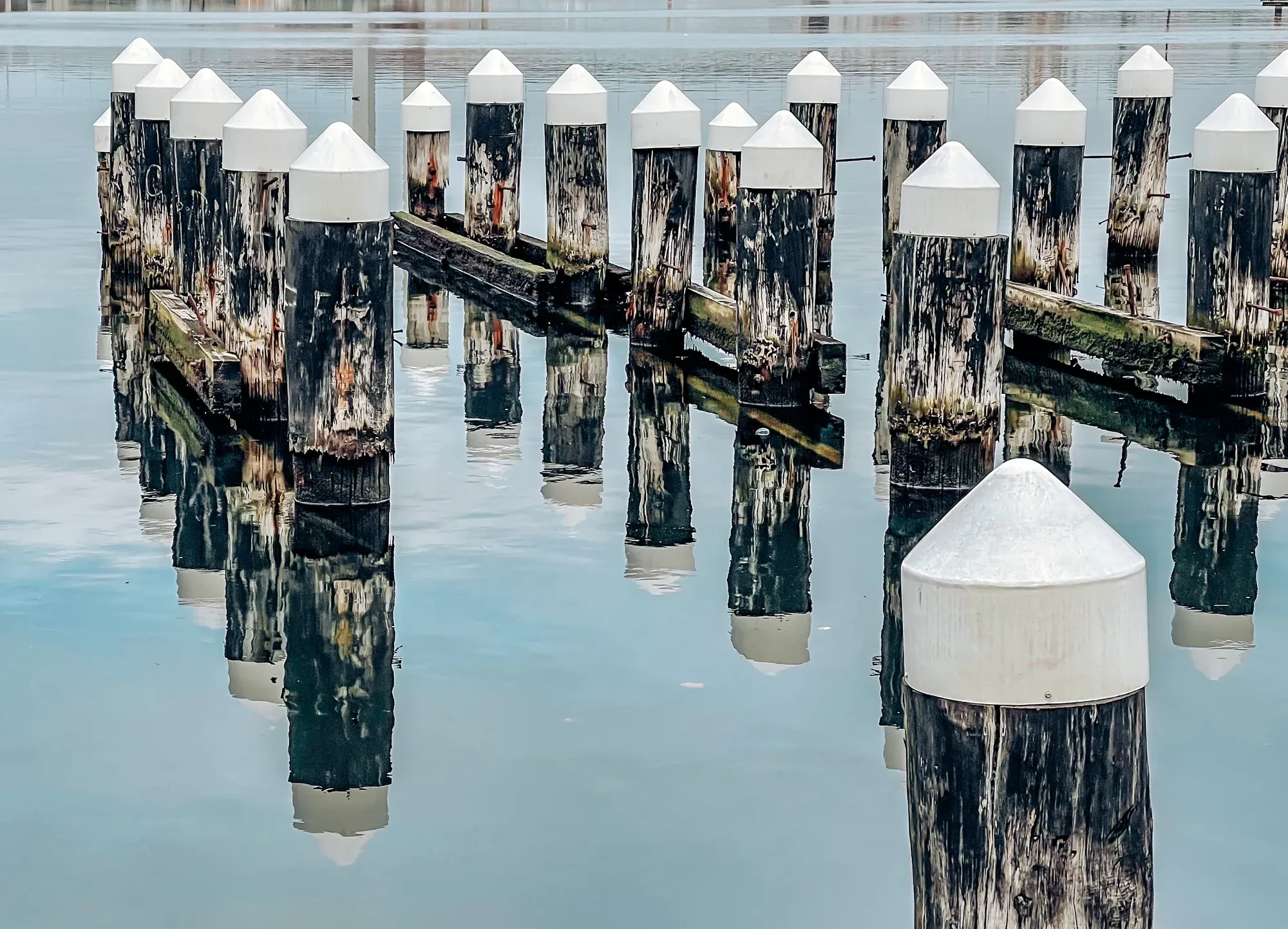 Rows of white-capped timber mooring piles standing in still harbour water, each doubled by its reflection