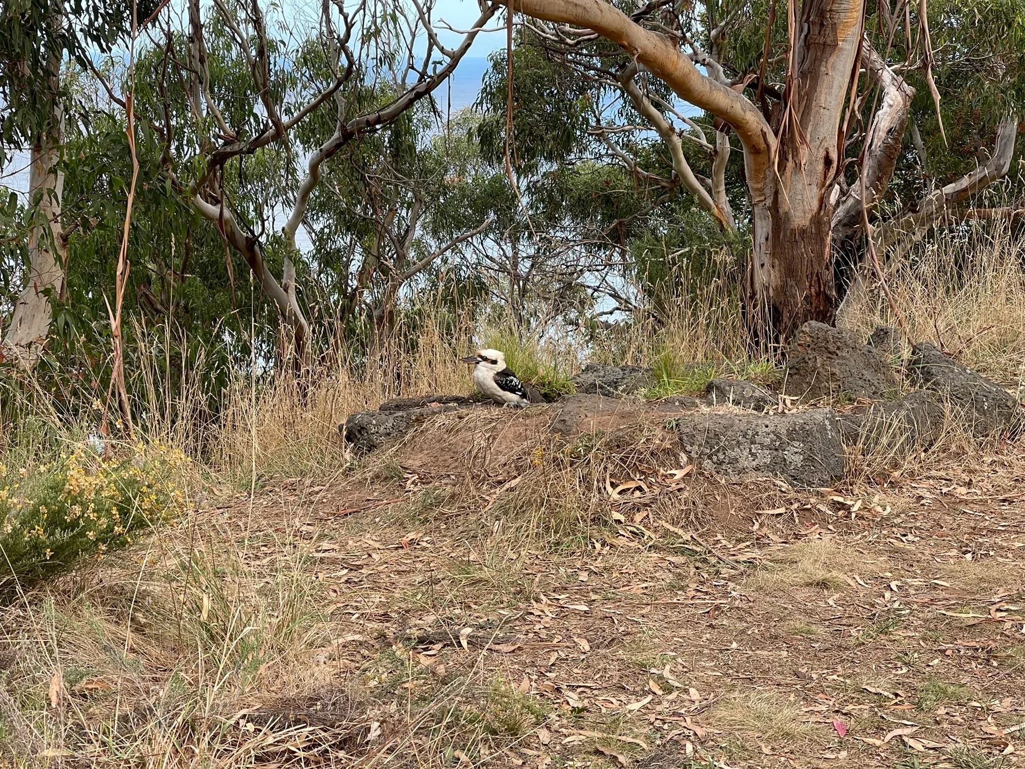 A kookaburra sitting on a low rock outcrop in dry grass, gum trees and a sliver of sea behind