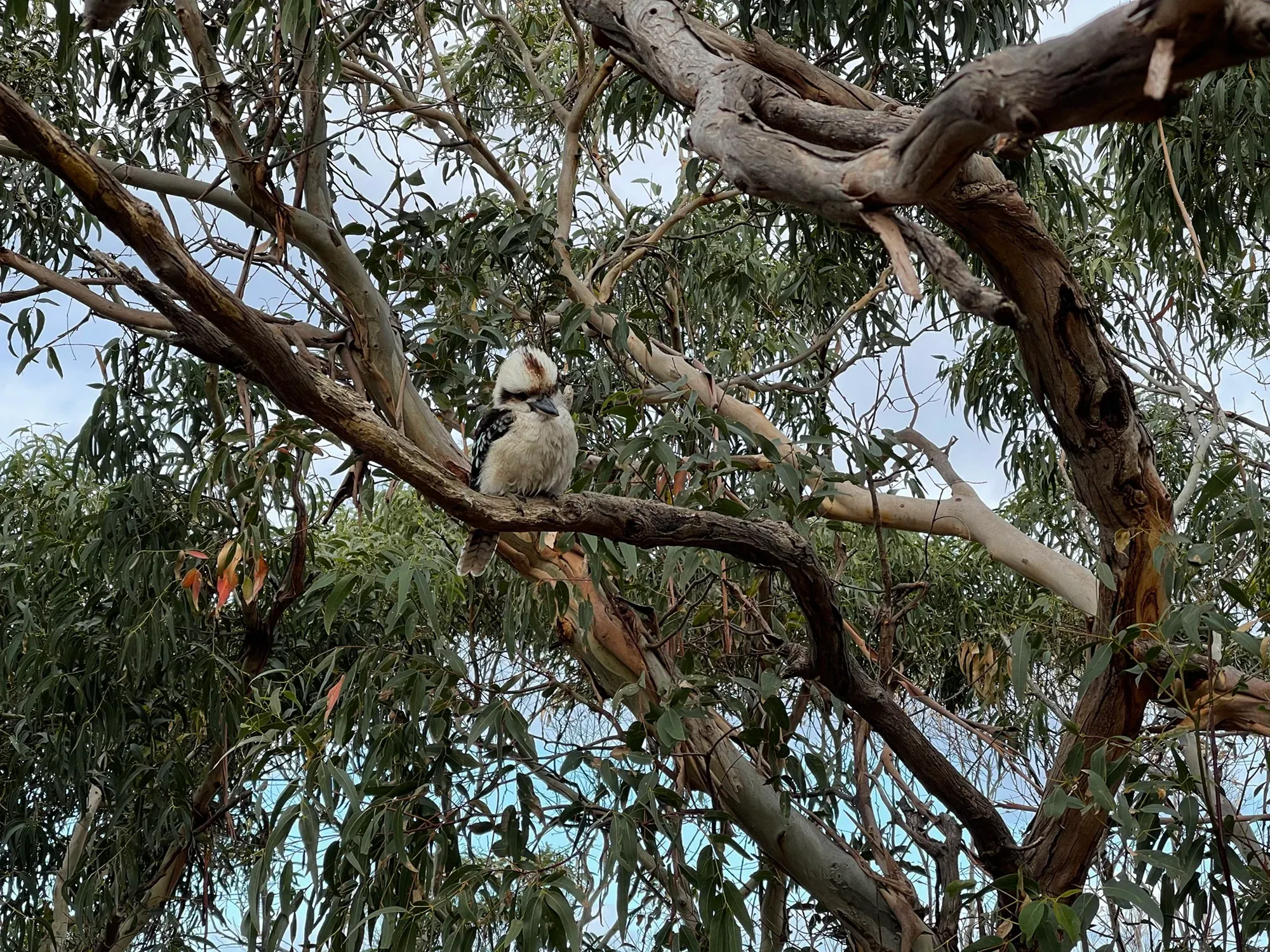 A kookaburra half hidden in a tangle of gum branches, feathers puffed up