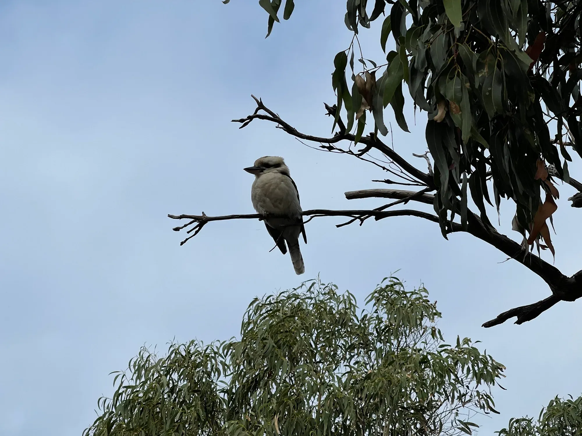 A kookaburra on a dead branch high in a gum, in shadow against the sky