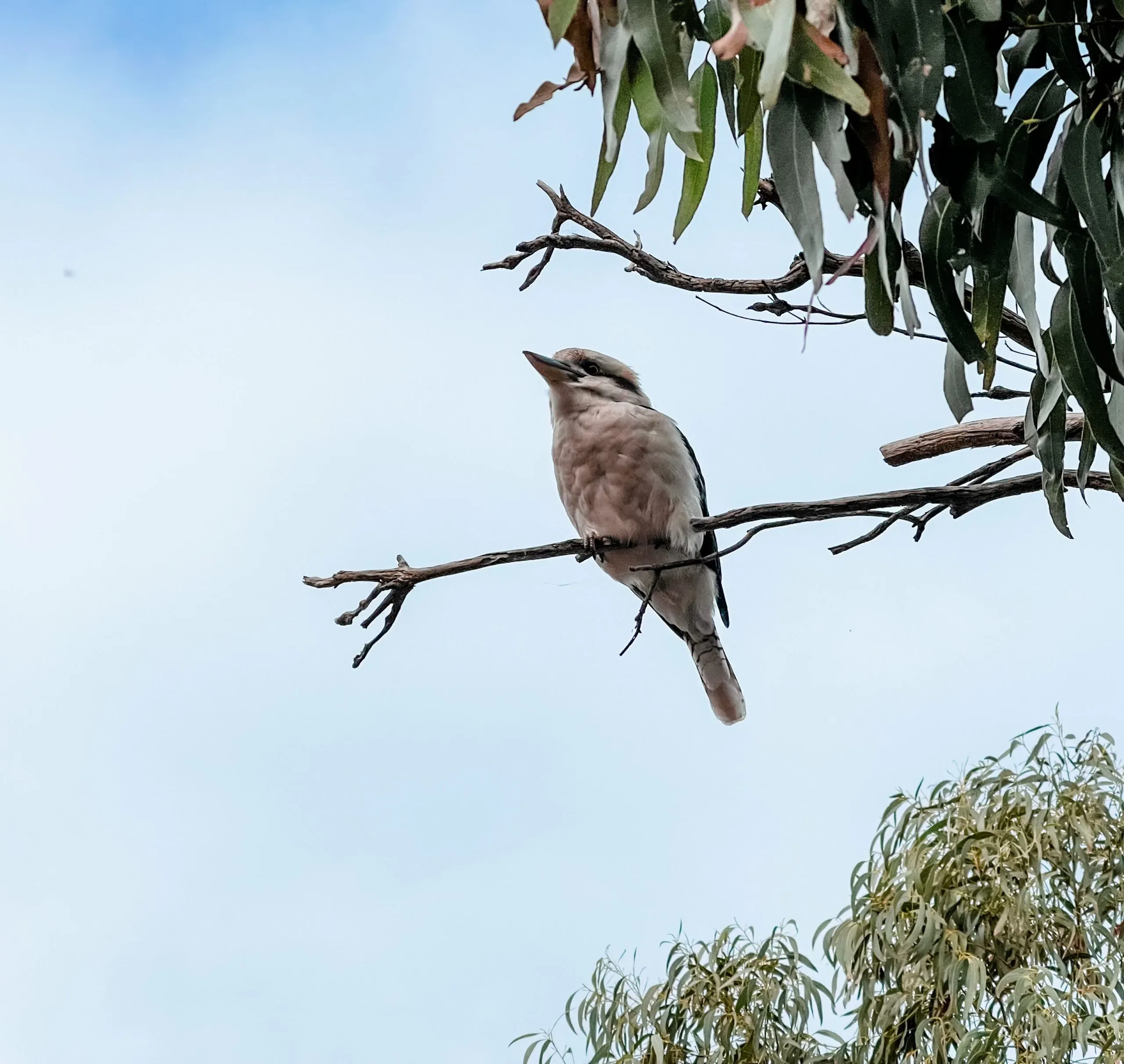 A kookaburra perched on a thin bare gum branch against a pale sky