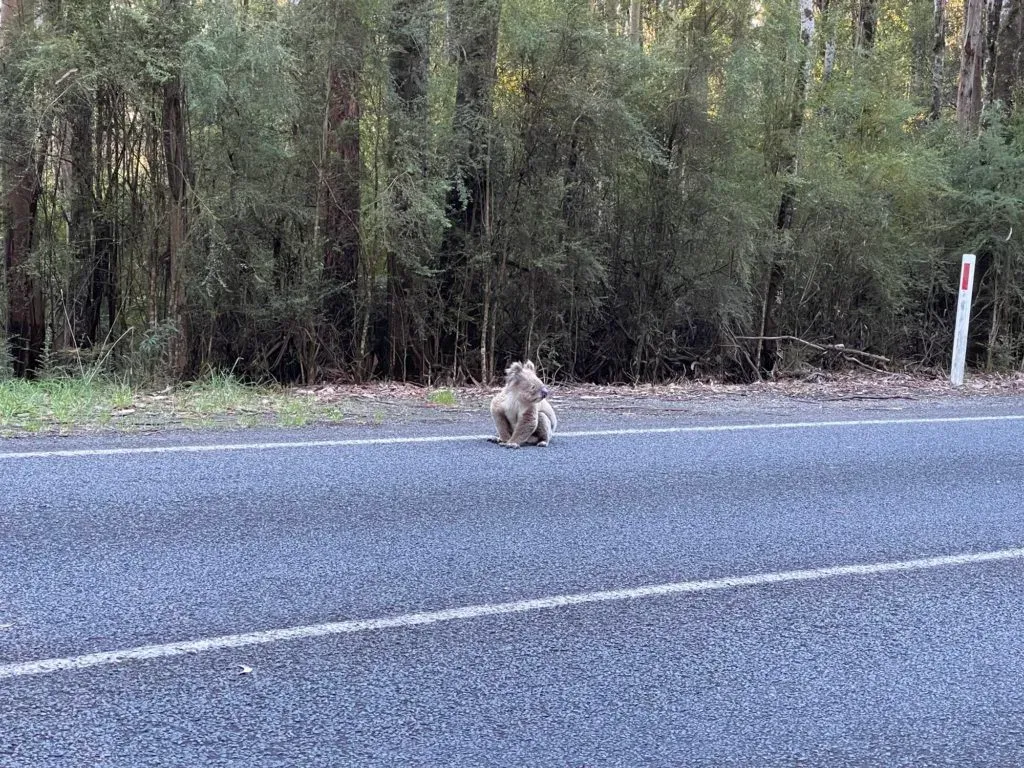 A koala sitting hunched on the edge of the bitumen, dense forest close behind