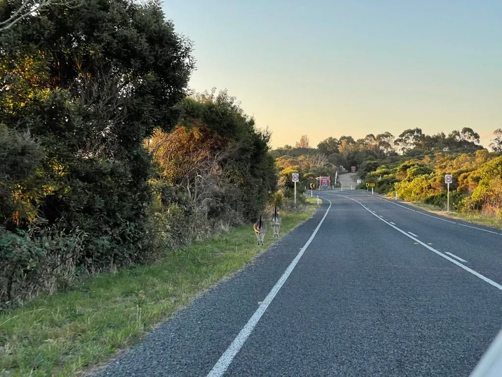 Two wallabies on the grassy verge ahead of the car, road running on into golden evening light
