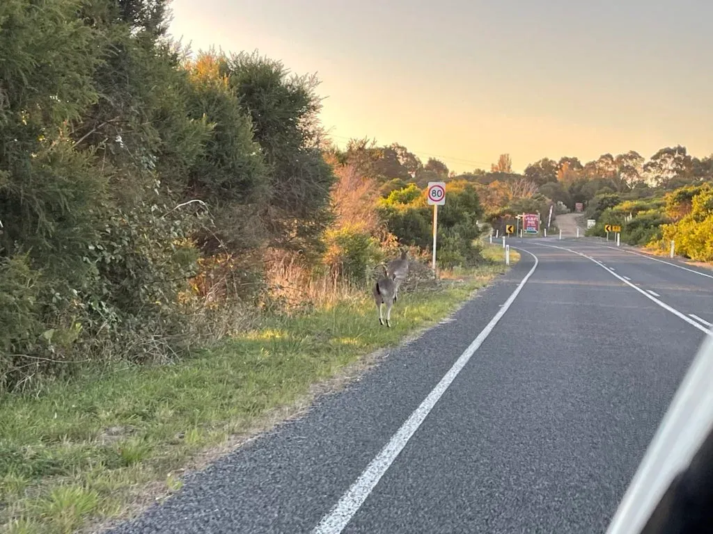 A single wallaby on the verge beside an 80 speed sign, seen from the car window at dusk