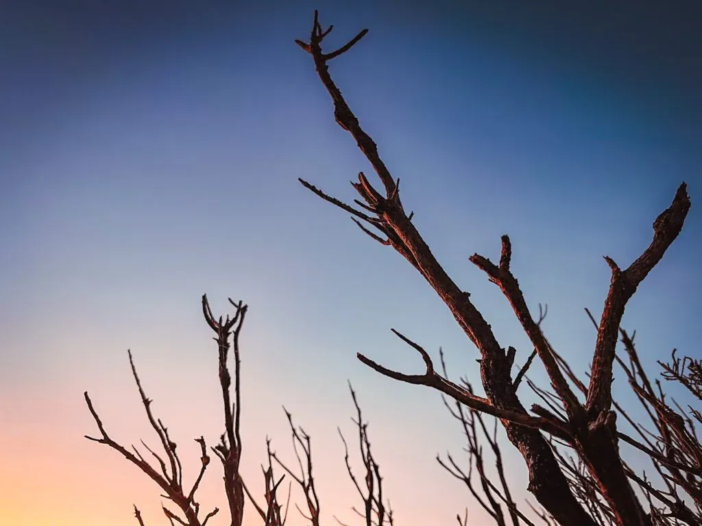 Bare weathered branches silhouetted against a blue-to-peach dusk sky