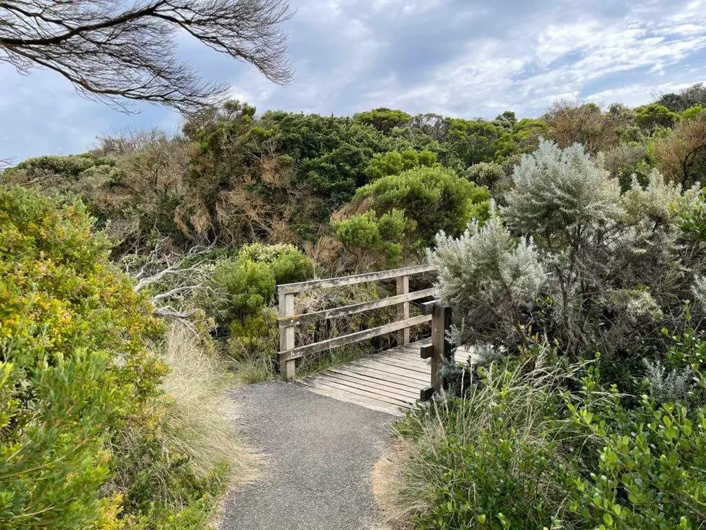 A small timber footbridge on a gravel path winding through silvery coastal scrub