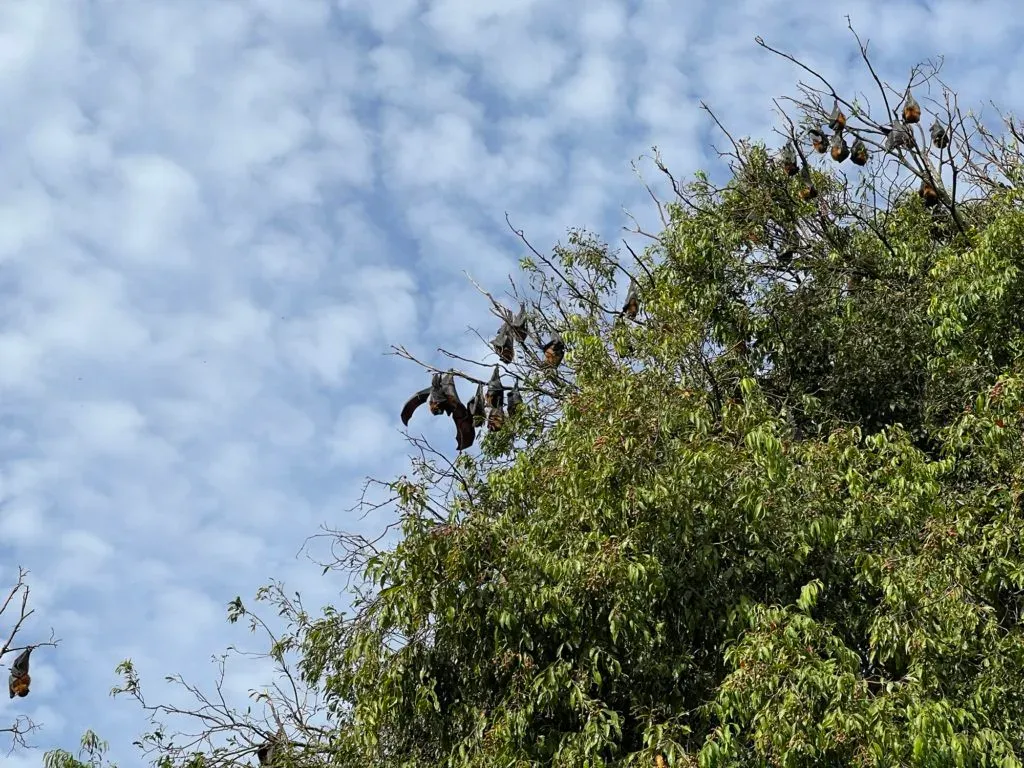 Flying foxes hanging in bunches from the bare upper branches of a tree