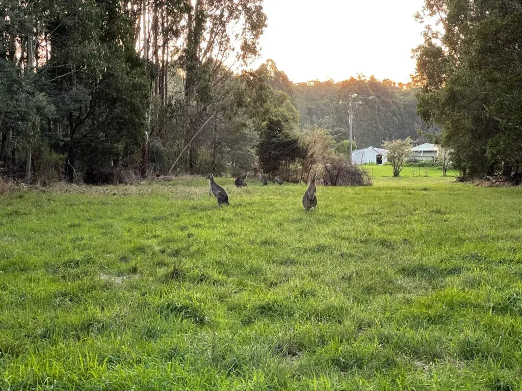 Two wallabies standing upright in a grassy clearing at dusk, more grazing along the treeline behind
