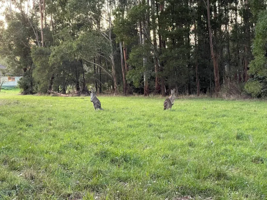 Two wallabies on grass in front of tall eucalypts, one turned to face the camera