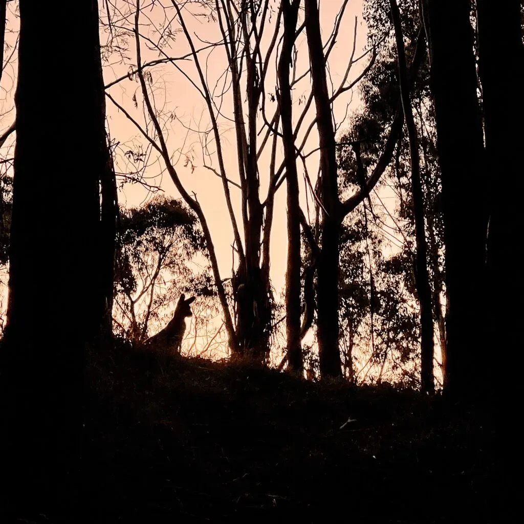 Wallaby silhouetted on a rise against an orange sunset, bare gum trunks in the foreground