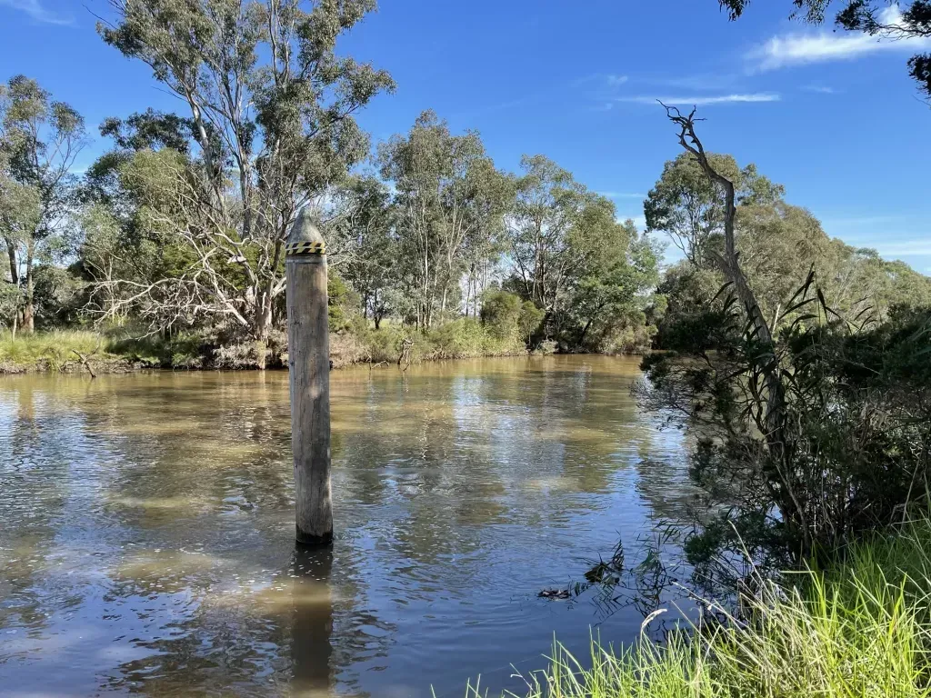 A weathered timber pile standing alone mid-river, gum trees crowding both banks