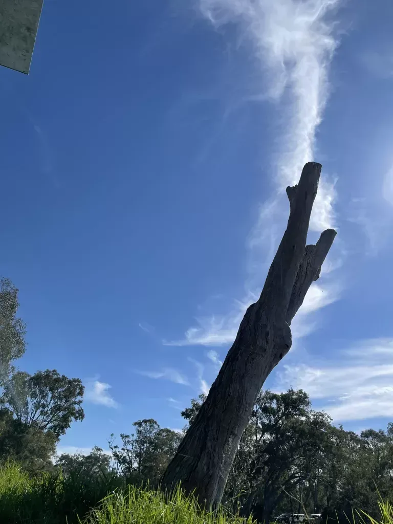 A broken dead tree trunk leaning against a blue sky streaked with thin cloud