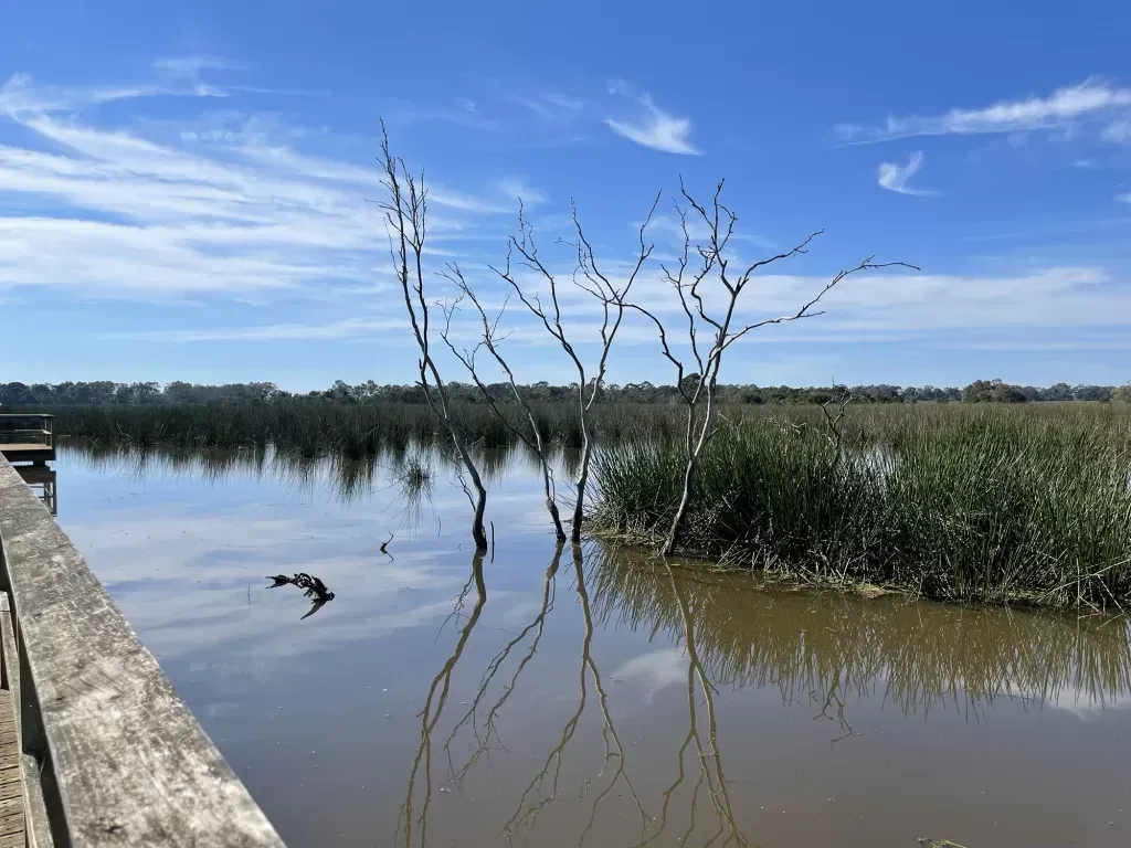 Bare drowned saplings and clumps of reed in the shallows beside the boardwalk rail