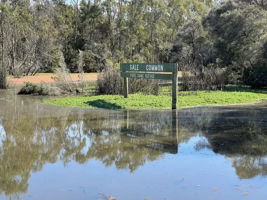 Sale Common State Game Refuge sign standing in floodwater on a mat of green weed