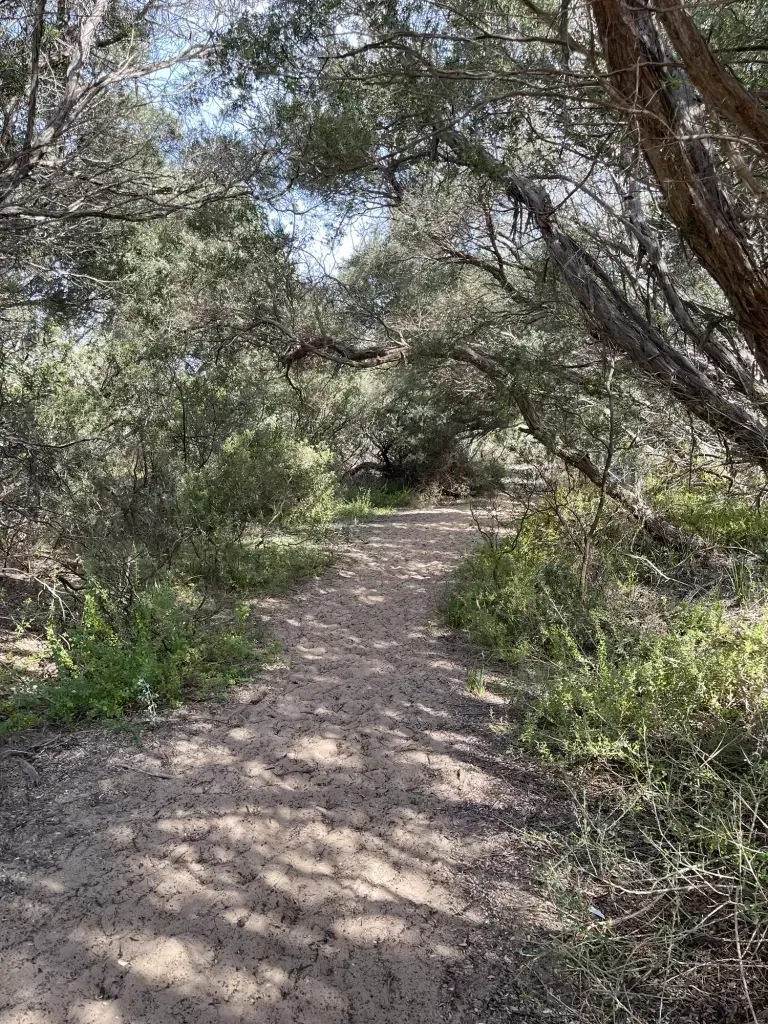 Sandy track winding through twisted tea-tree scrub towards the beach